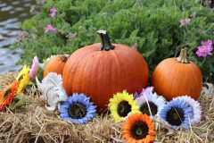 Halloweem-Birkegaardens-Haver-okt-24-abw-38-scaled