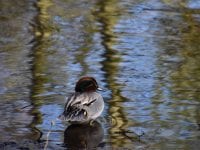 Tur rundt i Lock Ness maj 2016