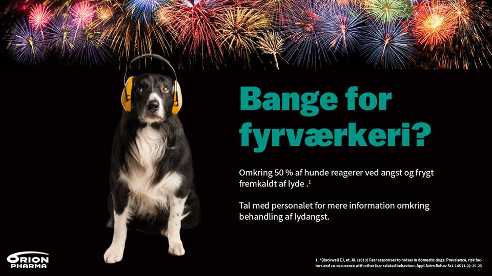 Hjælp hund gennem nytårsaften | Dit Kalundborg