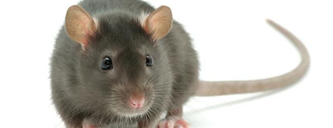 Formode ledelse øjeblikkelig Husk at anmelde rotter til kommunen | Dit Kalundborg