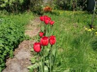 Sender tulipaner, så står de der