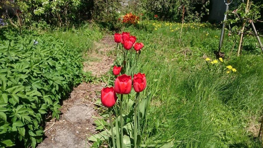 Sender tulipaner, så står de der